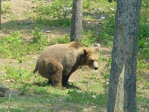 bear in woods.JPG